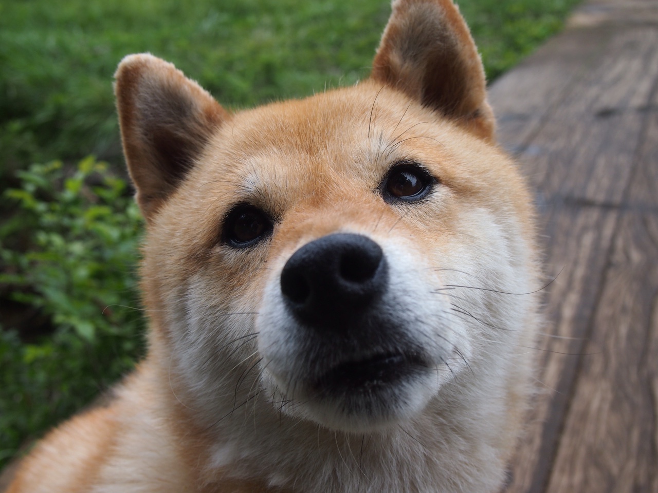 _掘金攻防两端高效,连胜势头不减_,掘金专栏