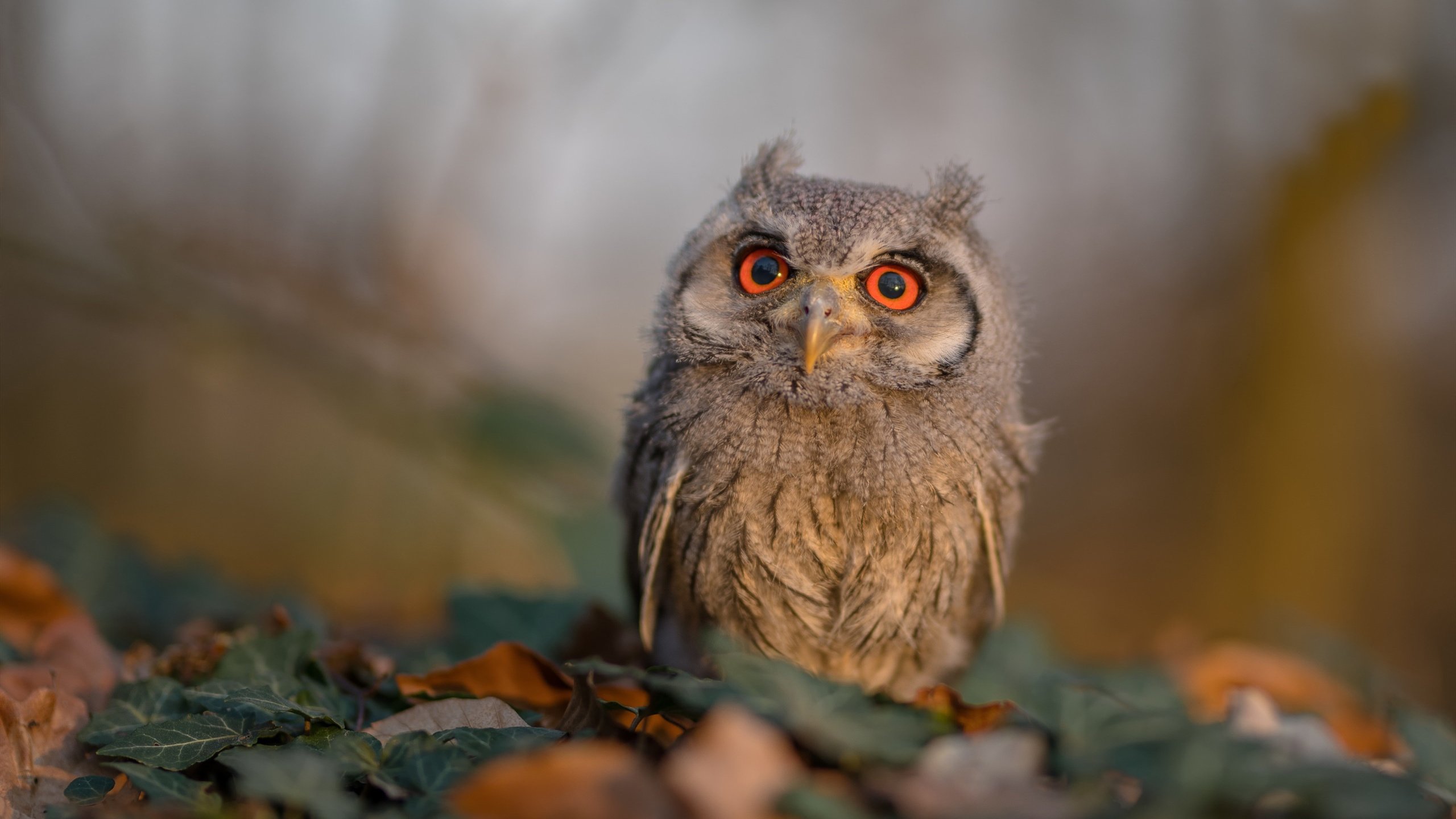 下载乐鱼体育APP-_攀岩+飞行：空中运动的未来新风尚_，攀岩运动教程