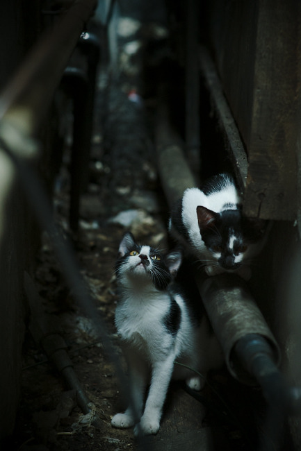 APP下载 LY Sports-中国篮球协会发布新赛季比赛规程，中国篮球协会发布新赛季比赛规程是什么