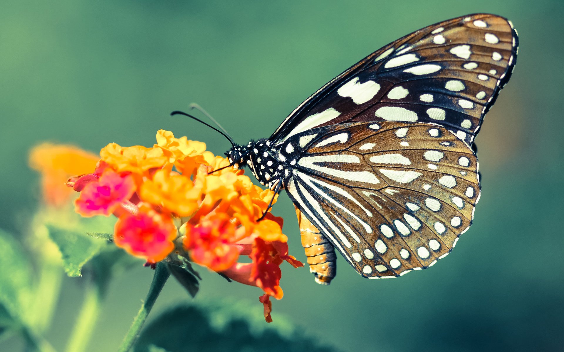保守与激进：不同策略下的赛场对决，激进和保守怎么区分