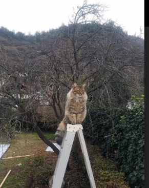 国际滑冰联合会推动青少年冰雪运动普及计划,中国国际冰雪节青少年艺术节