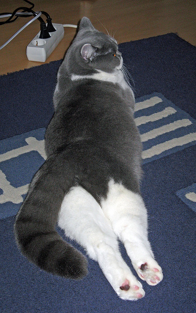 乐鱼体育登录-德国女子3x3篮球队夺得金牌，德国女运动员选拔现场