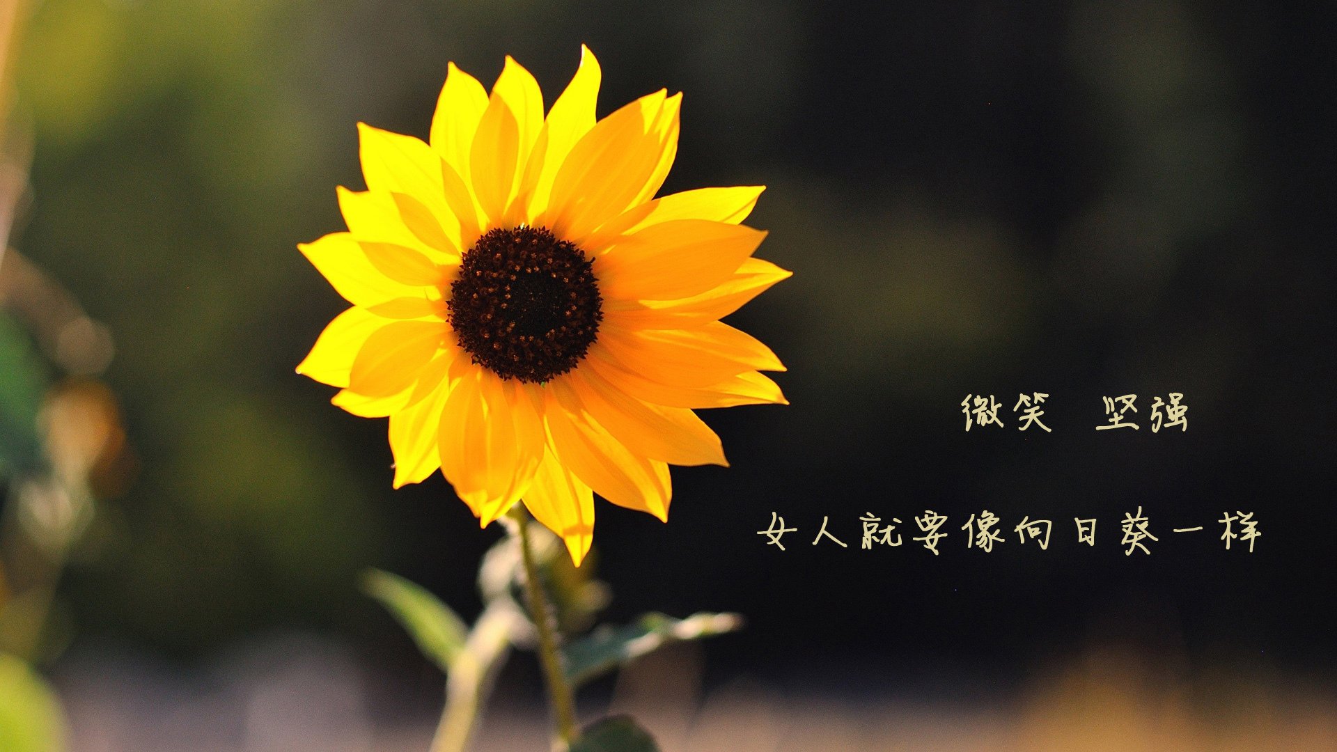 战绩对比:排名前十球队的优势分析,球队实力对比