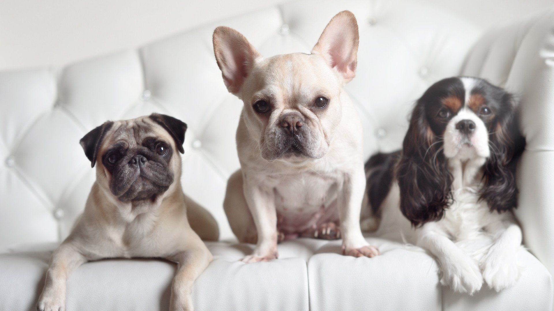 最“默契”的团队安排:战术布局的极致体现,默契的团队配合