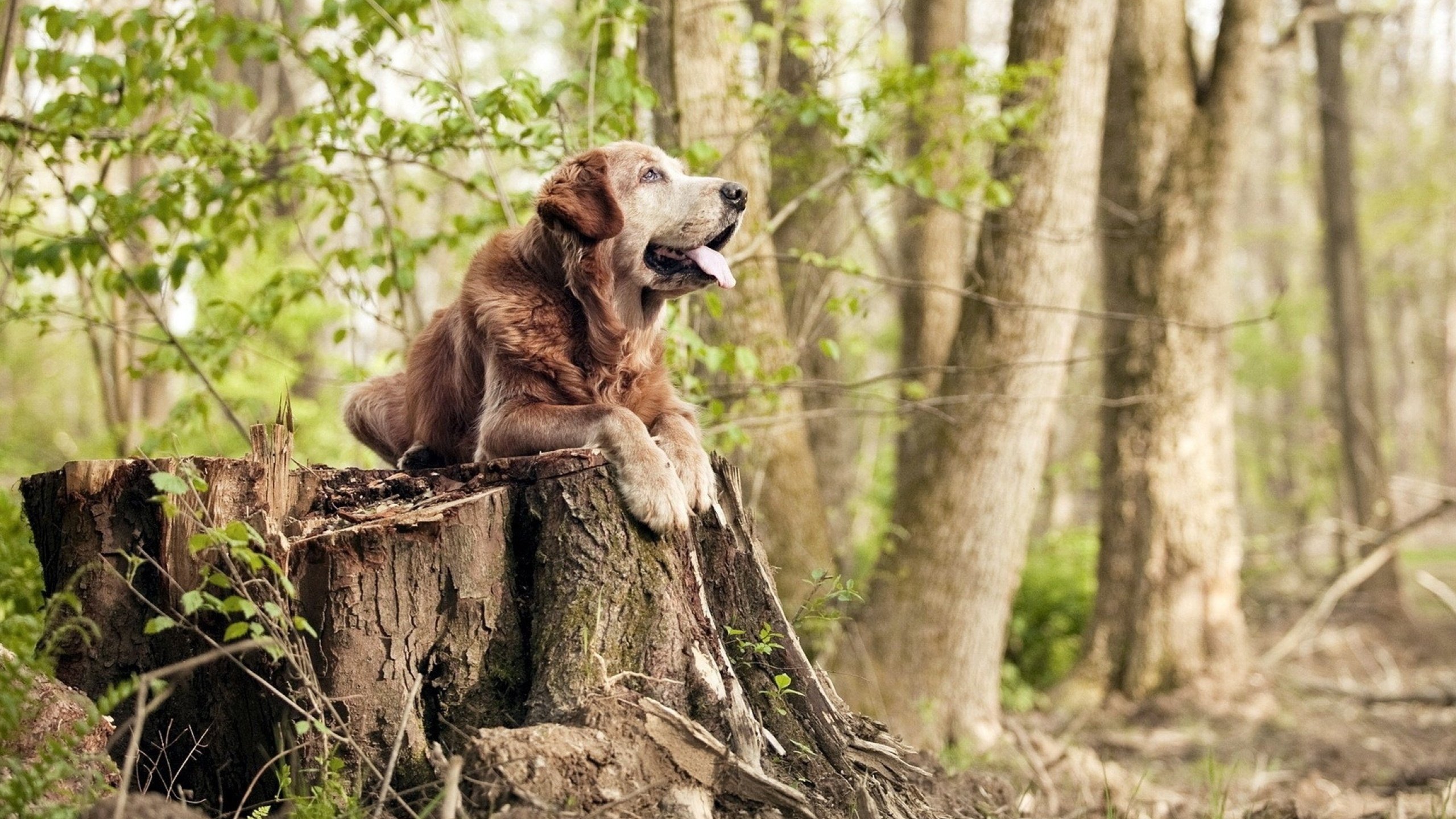 比利时在欧洲杯小组赛首战中0-1爆冷负于斯洛伐克。,比利时欧洲杯小组赛战绩