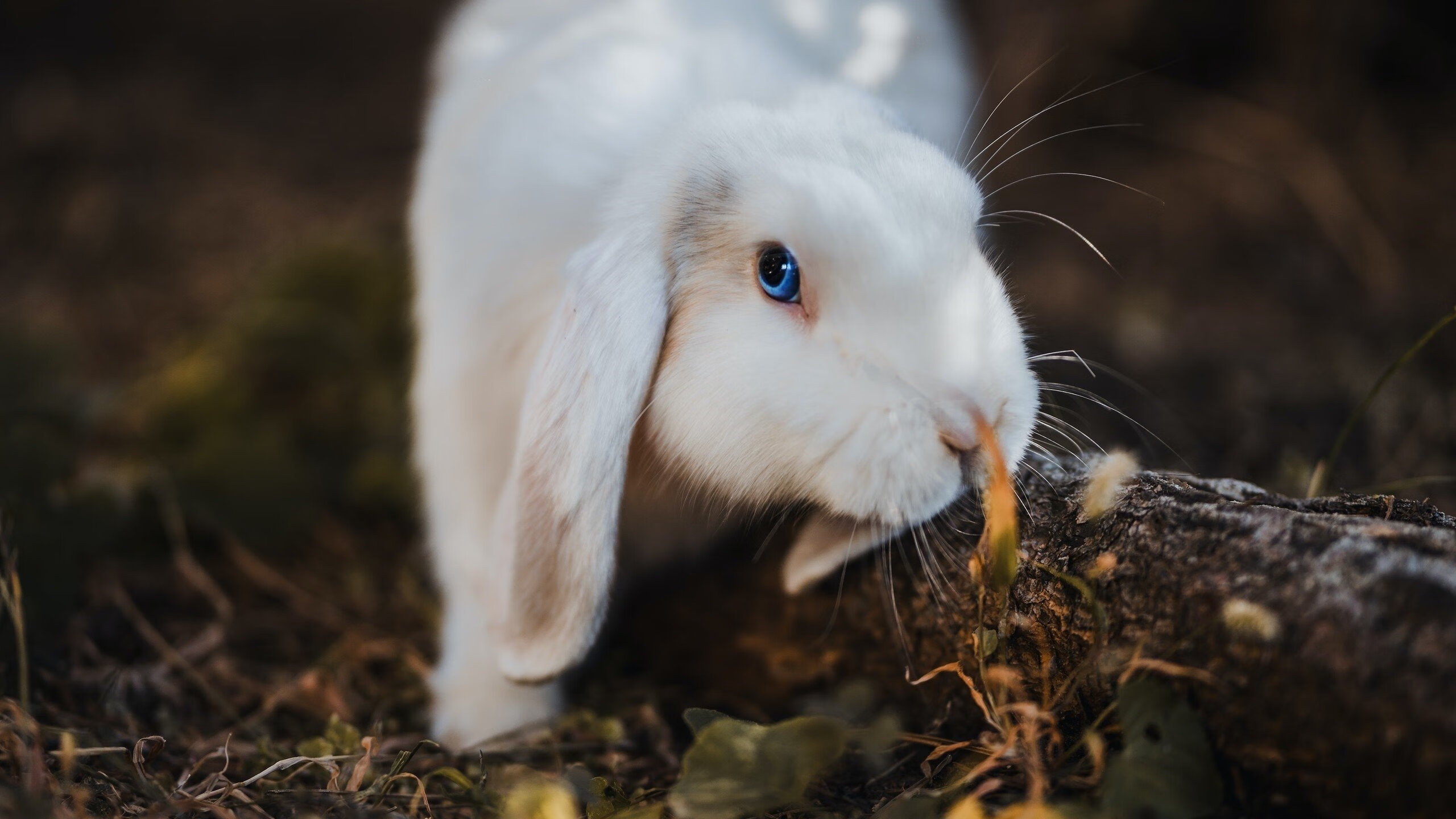 荒野行动全国大奖赛引爆玩家热情,线上线下同步火爆,2021年荒野行动