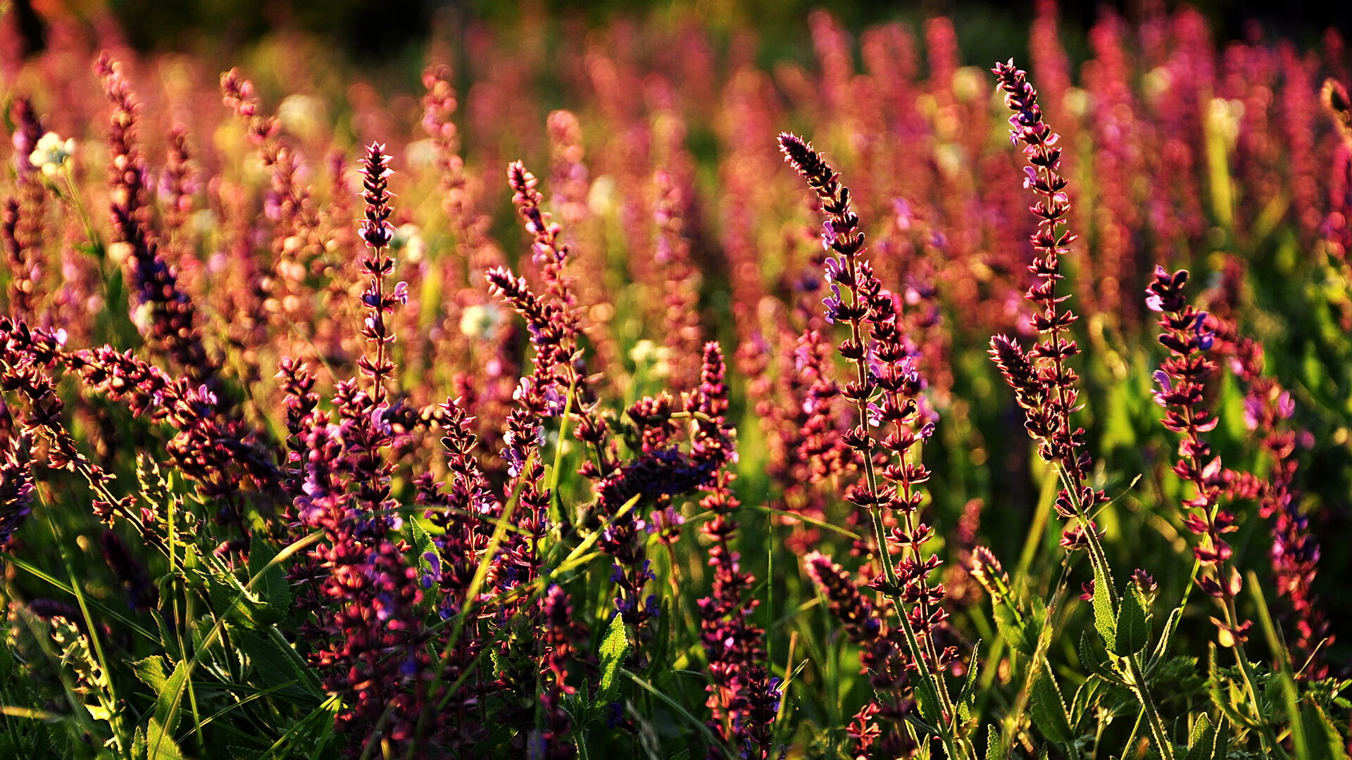 下载乐鱼体育APP-青少年篮球创新创业基金会成立，培育行业新兴力量，青少年篮球俱乐部招生