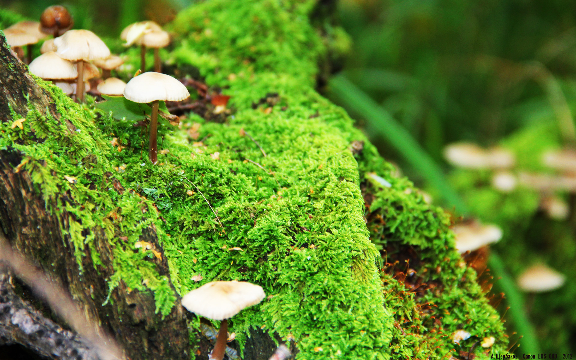 北爱尔兰遗憾落败,出线面临艰难,北爱尔兰1972