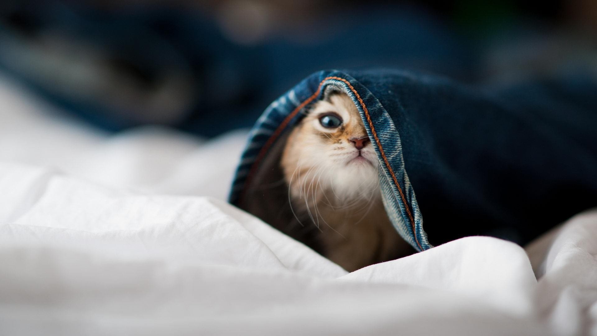 乐鱼体育登录-塞尔维亚国家队突破重围，跻身欧洲杯正赛，塞尔维亚男子足球队欧洲杯