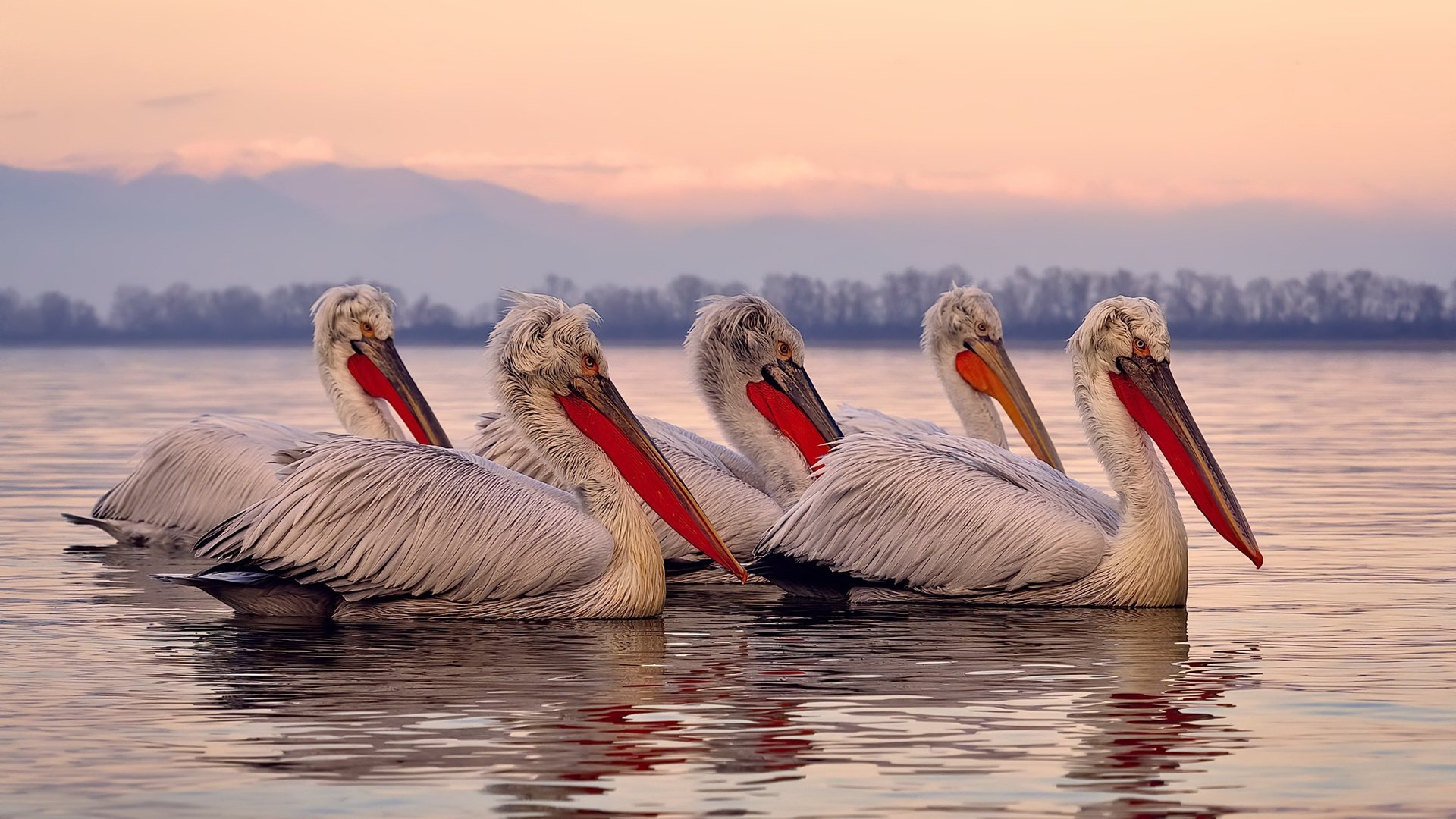 斯洛伐克国家队备战重要国际比赛,斯洛伐克队员
