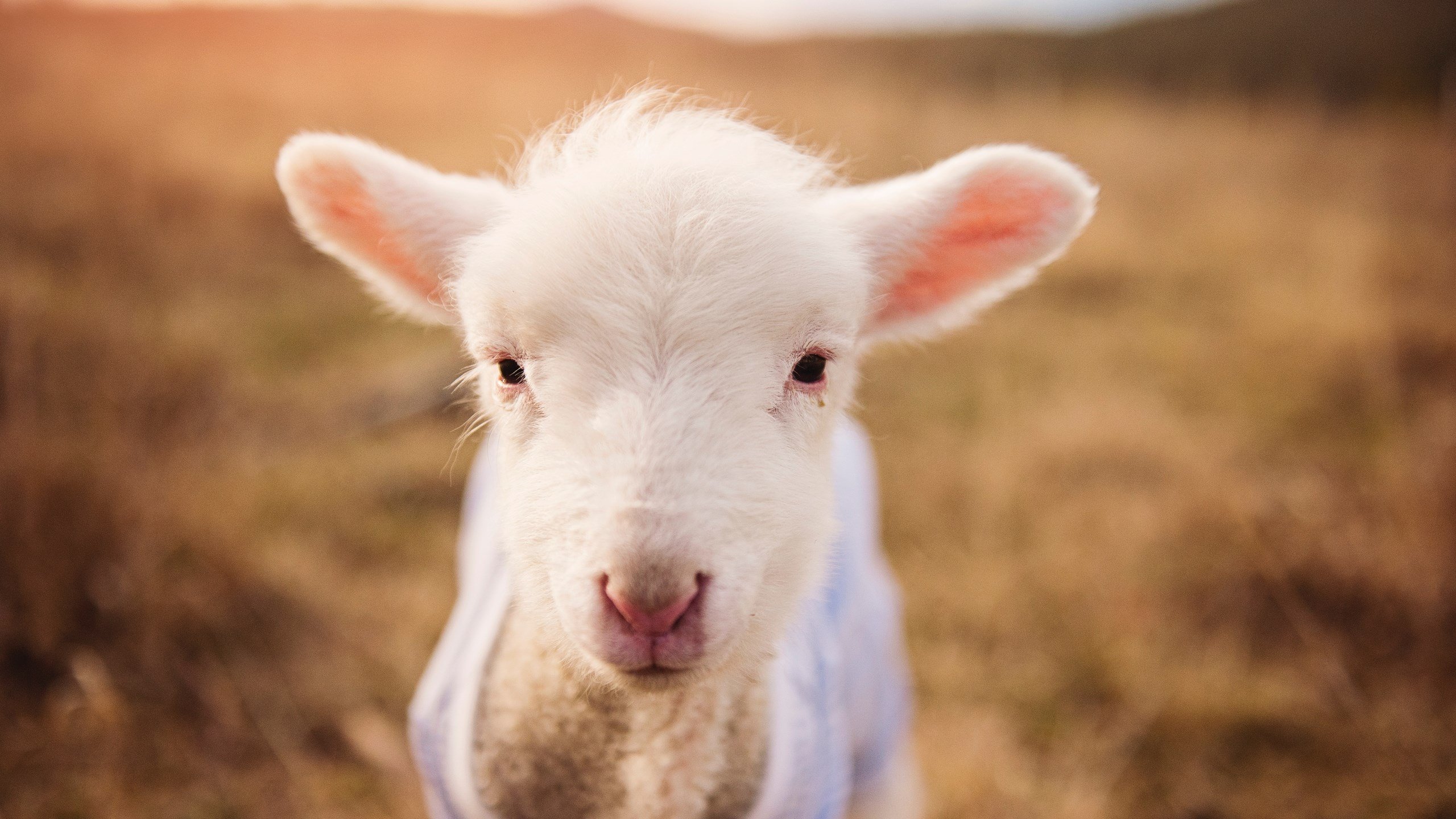 APP下载 LY Sports-摩纳哥中场球员展现出色，或将对比赛产生重要影响，摩纳哥出品的球星