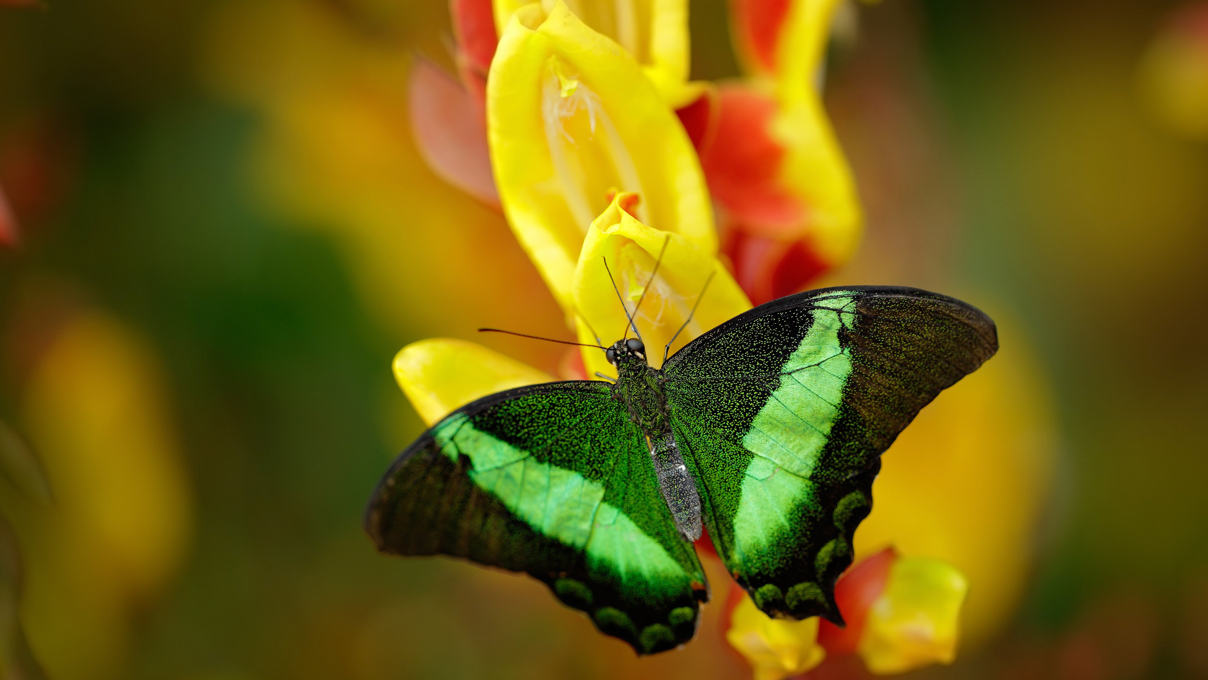 锦标赛决赛尘埃落定,终极对决展现精彩,锦标赛打法