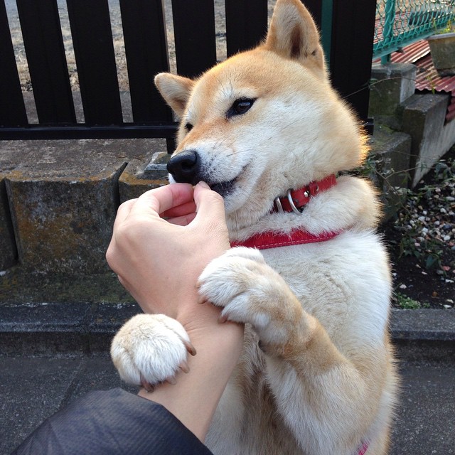 阿尔巴尼亚人名单出炉 欧预赛风波将至关临,阿尔巴尼亚队名单