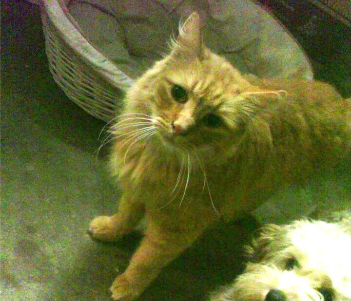 乐鱼体育平台官网-泰国马术协会与美洲马术协会合作，举办国际马术交流活动，促进文化互鉴。