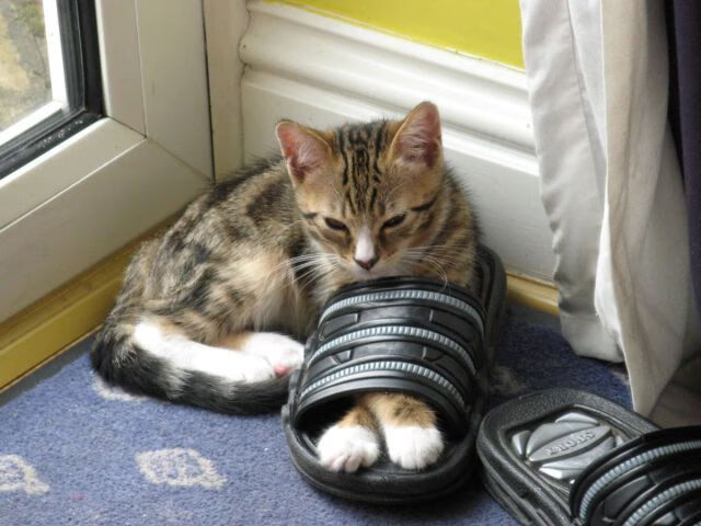 万米长跑决赛,莫桑比克选手突围夺金