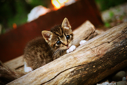 青少年体育活动参与动力分析,青少年的体育活动