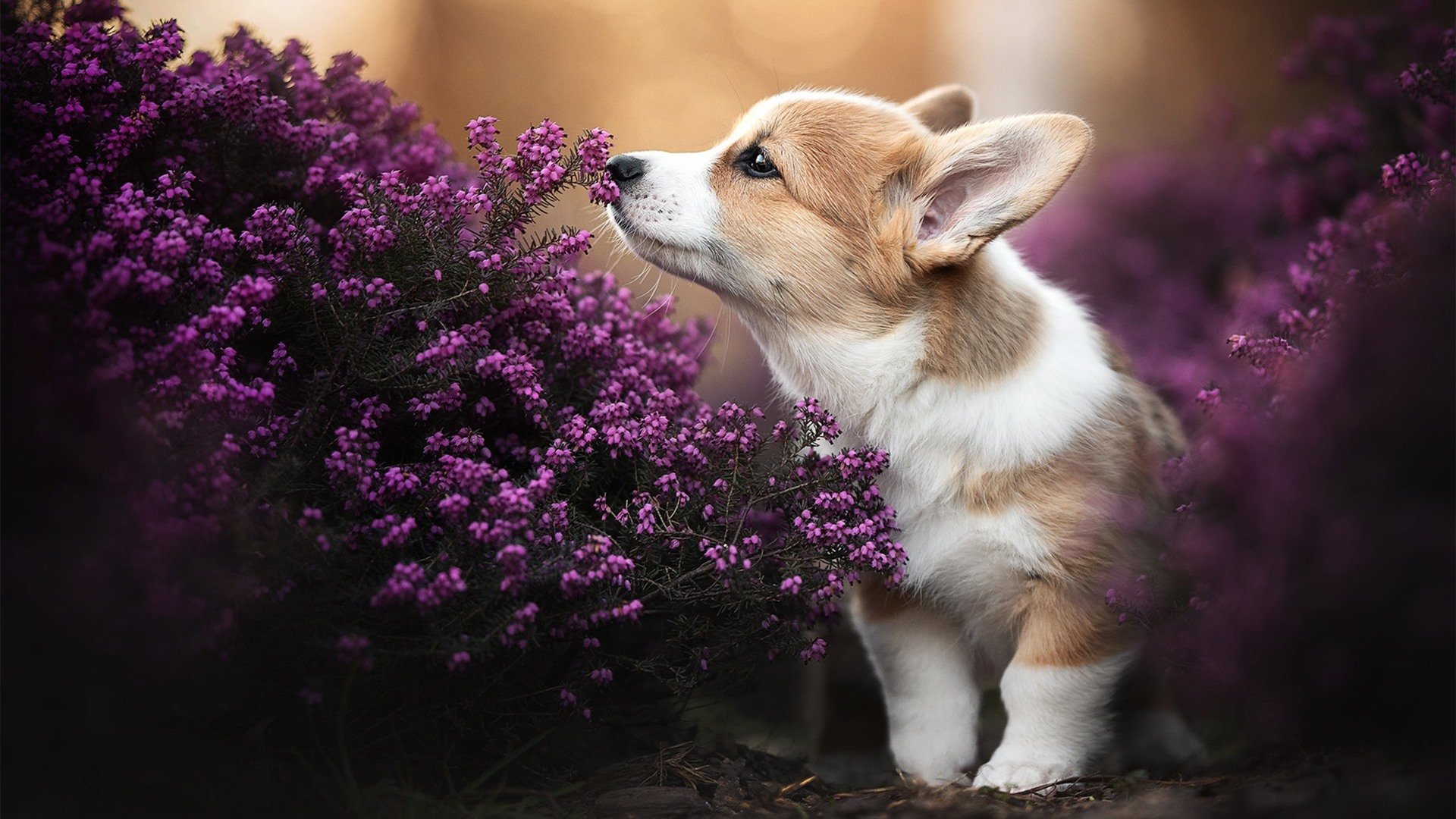 高校运动员营养补充策略及效果评估,运动员膳食营养补充原则