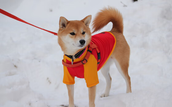 比赛转播技术持续革新优化,比赛转播技术持续革新优化方案