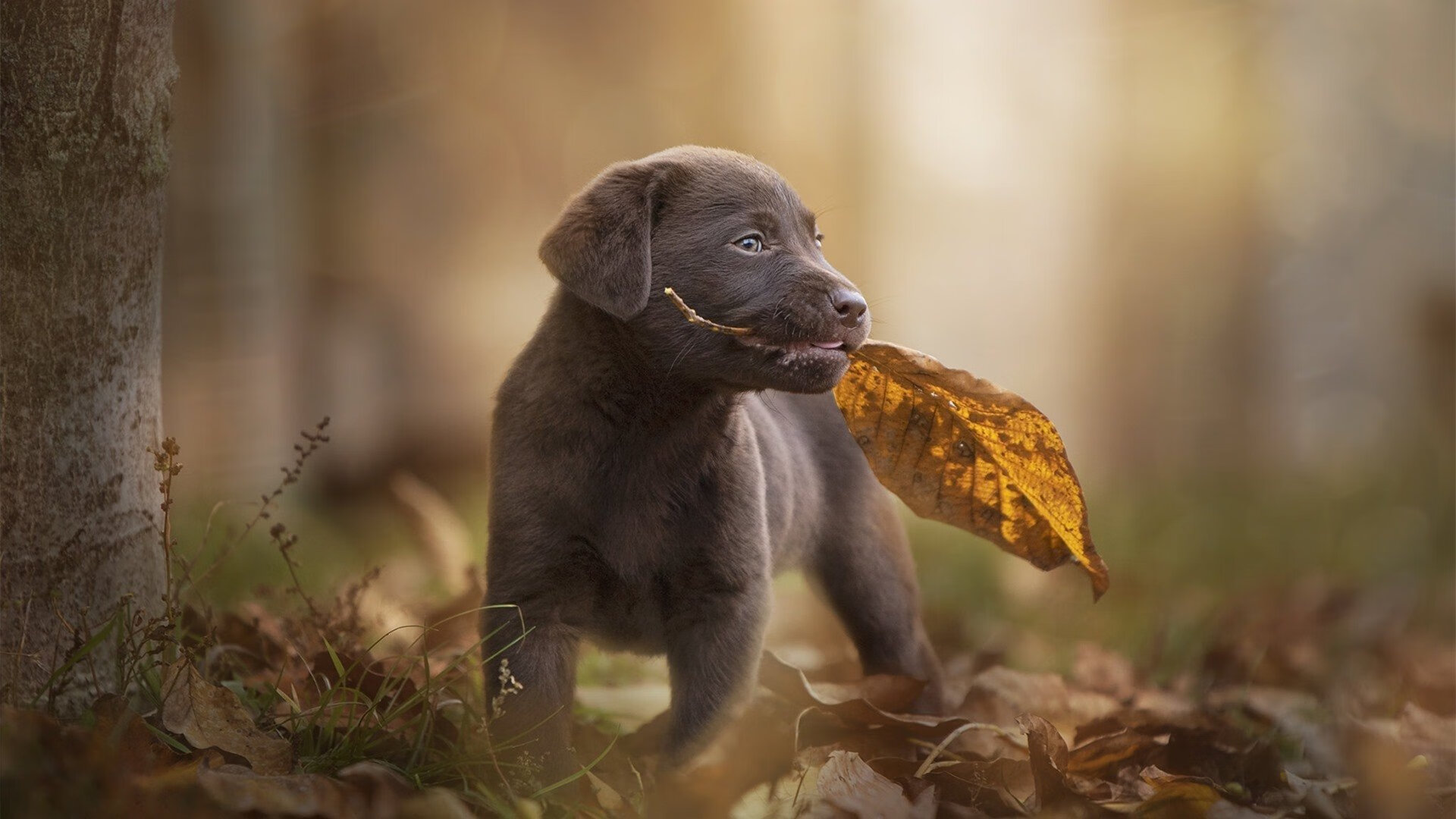 乐鱼体育-詹姆斯谈生涯未来 我还没完成，詹姆斯赛后_我已准备好迎接挑战了