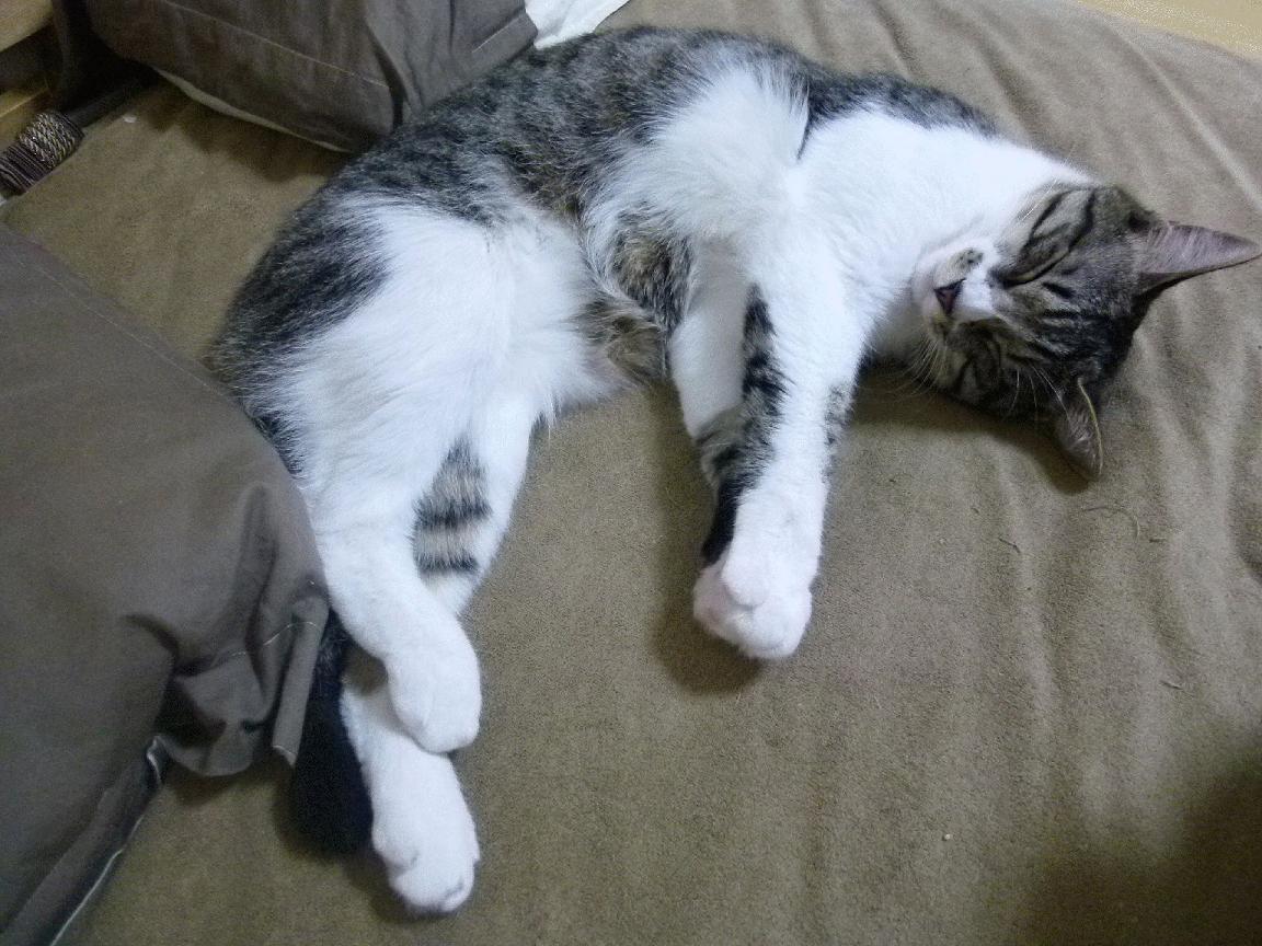 乐鱼电竞-阿森纳边路快马持续制造突破机会，阿森纳sheaf