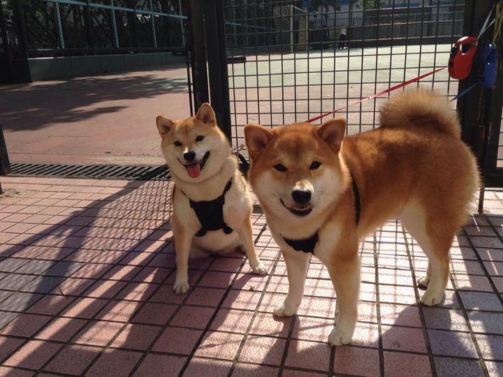 门兴格拉德巴赫高效控球牵制对方阵型,门兴格拉德巴赫首发阵容