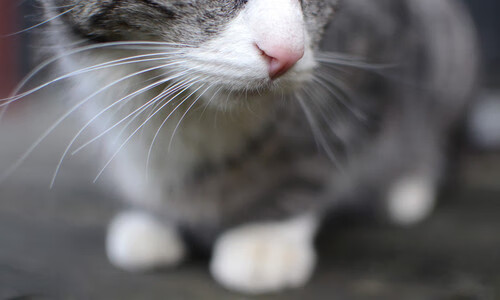 乐鱼电竞在线平台登录入口-公牛前锋接受电视专访分享赛场故事，公牛以前的中锋