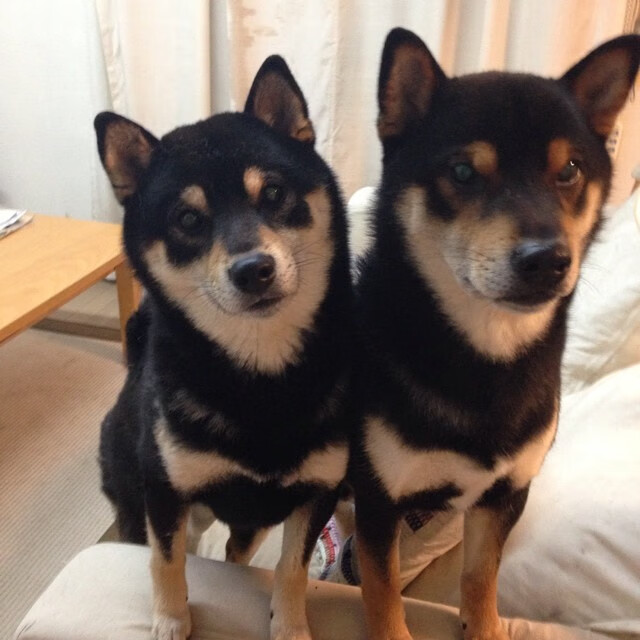 各类足球训练App持续优化,提供个性化学习方案,足球训练app什么好