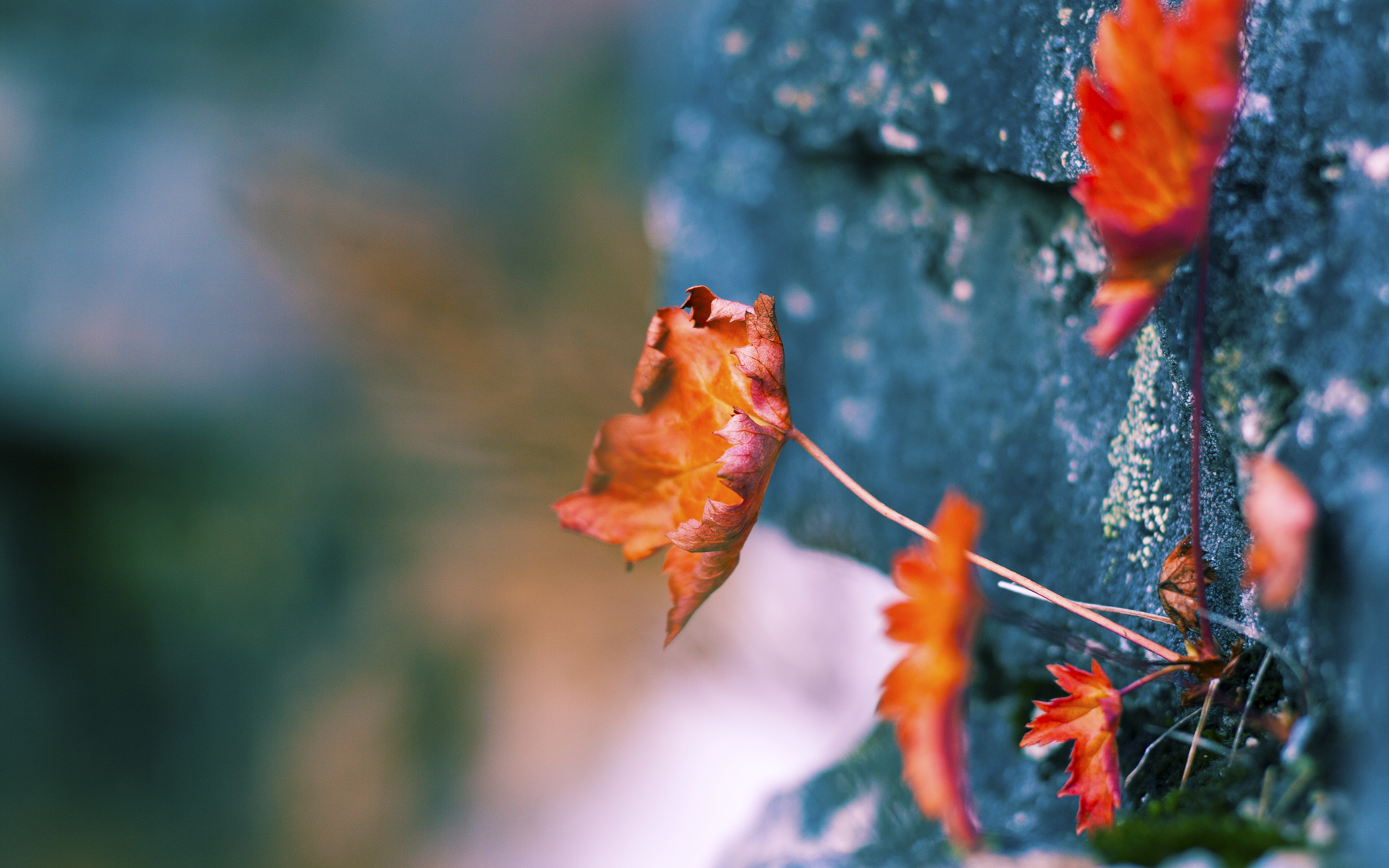 希腊女篮在欧洲锦标赛中力争金牌，历史荣耀再续，希腊女子篮球超级联赛ds