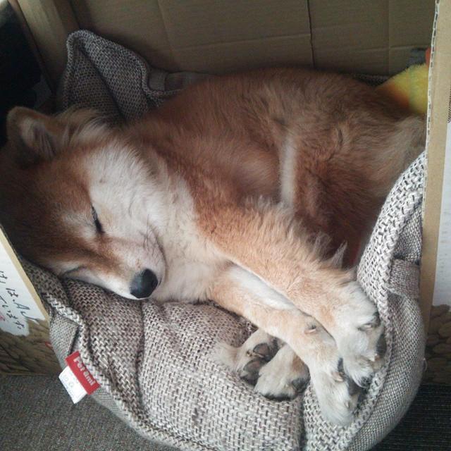 张雨霏获得体育精神奖感谢认可,张雨霏运动员百度百科