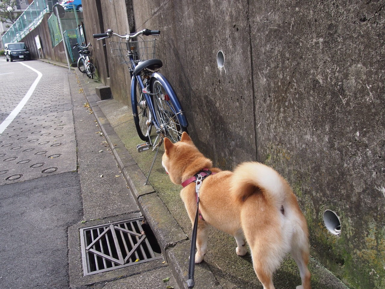 本土联赛国际化进程提速推动全球化视野布局,本土化与国际化