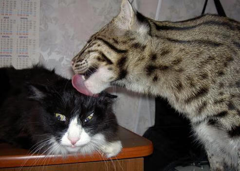 西甲战场:球星闪耀,荣誉争夺战已打响,西甲个人奖项