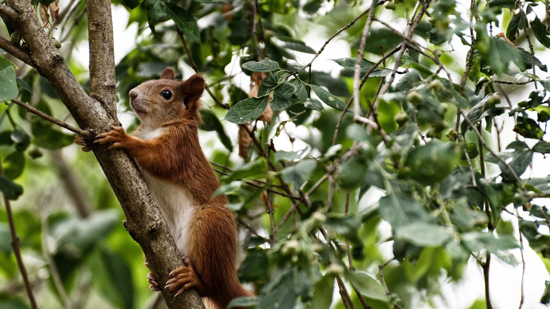 谢林男篮在国际邀请赛中表现亮眼,迈步国际舞台,谢琳百科