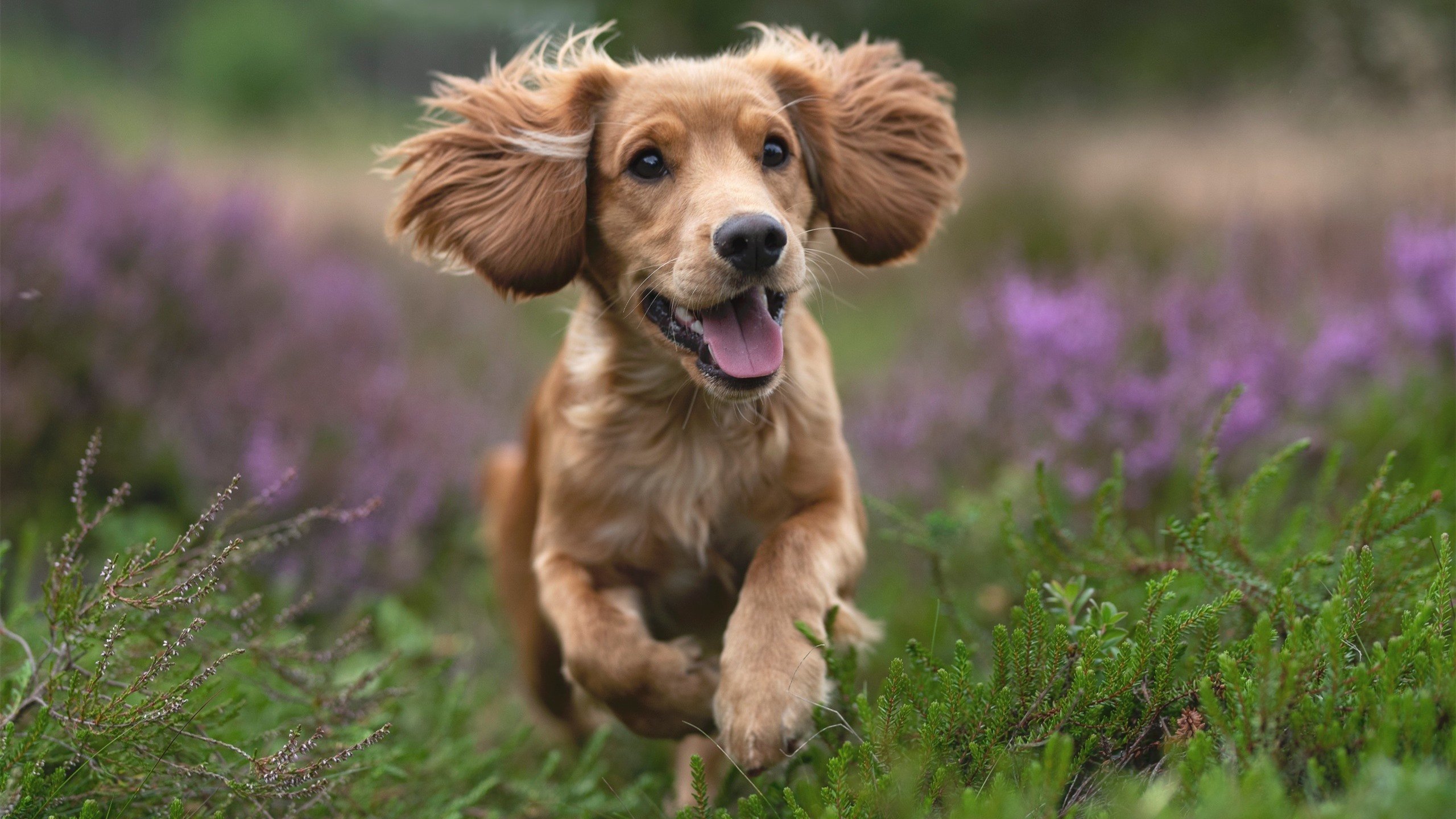 霍特·巴雷特:凭借精准的长传和脚法,成为全黑队的得分引擎,霍巴特视频